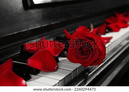 Beautiful rose and petals on piano keys, closeup