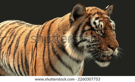 Tiger Looking on a clean background