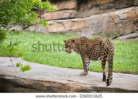 Full body shot of a leopard taken from the side, in the background a grassy landscape with a rock wall.