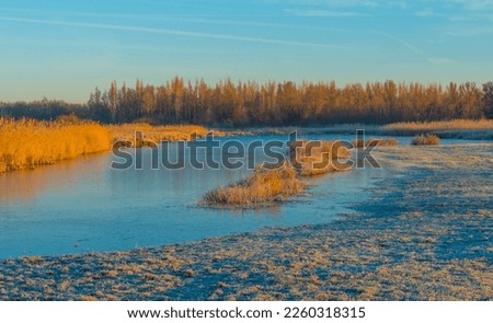 Reed along the edge of a frozen lake under a blue sky in sunlight at sunrise in winter, Almere, Flevoland, The Netherlands, February 8, 2023