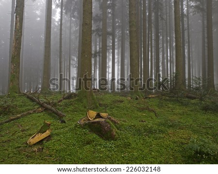 Autumnal fir tree forest, Herbstlicher Tannenwald 