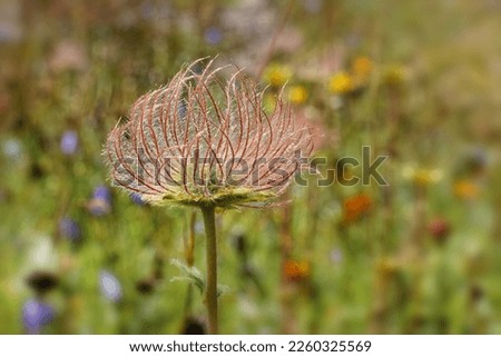 Withered alpine avens, Geum montanum, alpine flowers in the mountains of the High Tauern, Alps, Europe