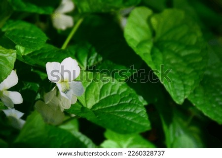 White violet flower blooming in  in the spring forest. Stock Photo 