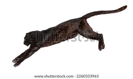 Side view of a black leopard leaping, panthera pardus, isolated on white background