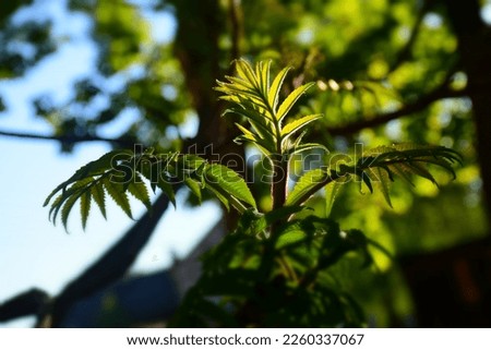 Beautiful vinegar tree in the garden. Stock Photo