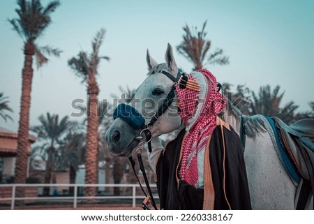 Saudi Foundation Day, the national day of the Kingdom of KSA, A Saudi man riding a horse and carrying a Saudi warrior's sword
Saudi heritage History of the Kingdom of KSA Royalty-Free Stock Photo #2260338167