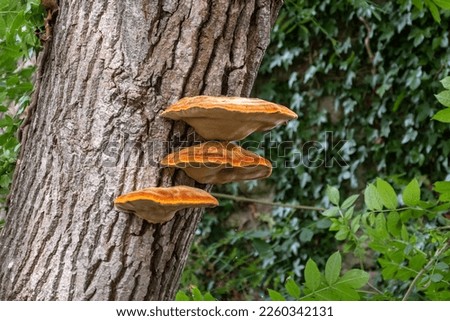 3 bright yellow orange caps of shaggy bracket, Inonotus hispidus, growing on the trunk of a tree. A saprophytic fungi that is pathogenic to the trees it infests. Royalty-Free Stock Photo #2260342131