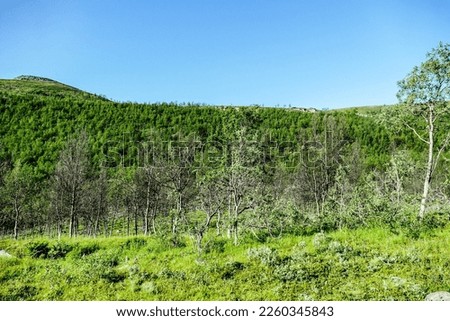 trees in the mountains, beautiful photo digital picture