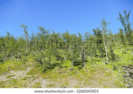 landscape with trees and blue sky, beautiful photo digital picture