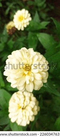 white zinia flowers for background or wallpaper