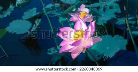 Close-up beautiful Indian lotus flower in pond.Pink big Lotus Flower background Lily Floating on The Water.