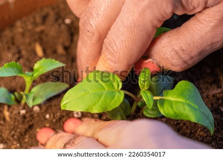 Close up of woman's hands potting houseplant. Home gardening, transplanting flowers at home. Repotting a potted plant seedlings. Small flower plants.