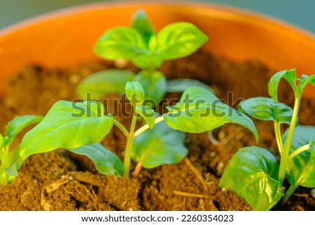 Home gardening, transplanting flowers at home. Transplanting plant seedlings in pots. Small flower plants.