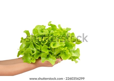 Hydroponics lettuces Organic fresh harvested vegetables,Farmers hands holding fresh vegetables on white background.