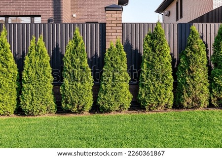 Green thuja trees are planted in a row. Beautiful green plants and green grass Royalty-Free Stock Photo #2260361867