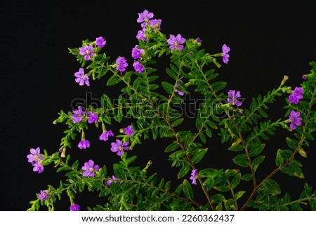 Tiny pink flowers and green leaves isolated on black background. Cuphea hyssopifolia (false heather, Mexican heather, Hawaiian heather or elfin herb). Royalty-Free Stock Photo #2260362437