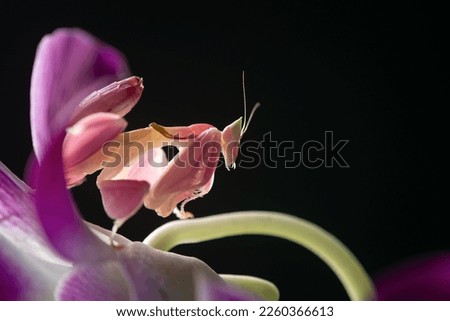 a pink orchid mantis hymenopus coronatus camouflage with the orchid surrounding with black background 