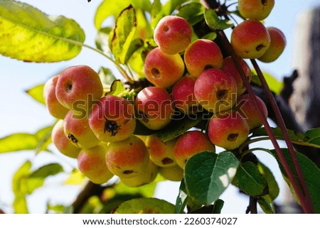 Apple trees in the old land next to Hamburg Royalty-Free Stock Photo #2260374027