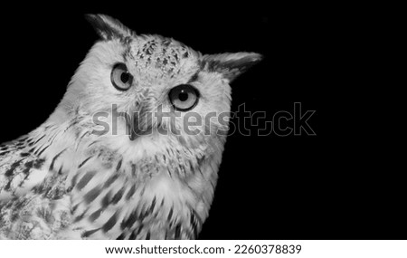 Black and white owl looking with circle eye and cute face on black background