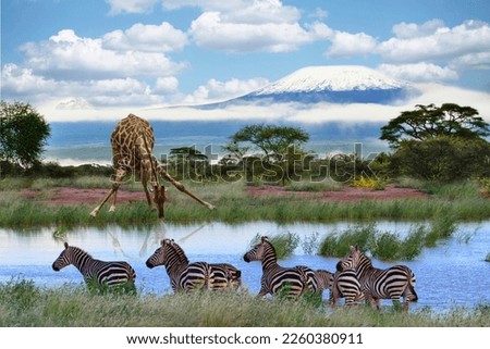 Giraffes and Mount Kilimanjaro in Amboseli National Park
