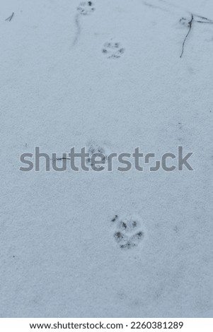 Lynx paw prints in snow at dusk