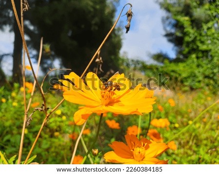 Flower with a bee standing on it with blurry trees  background