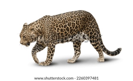 Big cat leopard  hunting in jungle isolated on white background. This has clipping path.
