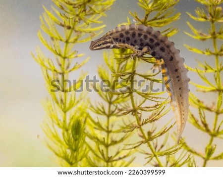 Common newt (Lissotriton vulgaris) male aquatic amphibian swimming in freshwater habitat of pond. Underwater wildlife scene of animal in nature of Europe. Netherlands.