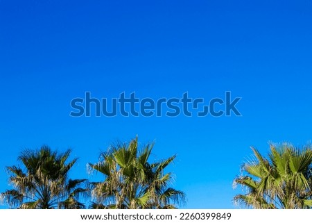 Beautiful Tropical Nature with Coconut Palm Tree on Blue Sky. An Image of Nice Palm trees in the Blue Sunny Sky.
