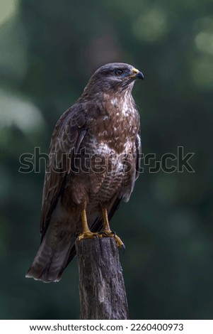 A beautiful Common Buzzard (Buteo buteo) sitting on a fence post at a pasture looking for prey. Noord Brabant in the Netherlands.                                                            Royalty-Free Stock Photo #2260400973