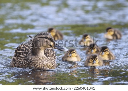 A female mallard duck (Anas platyrhynchos) with a group of cute ducklings swimming in the river, in the Water of Leith, Dunedin, New Zealand Royalty-Free Stock Photo #2260401041