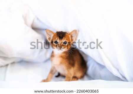 Abyssinian ruddy kitten sitting on a bed. Cute one month old kitten on a white linen. Pets care. World cat day. Image for websites about cats. Selective focus.