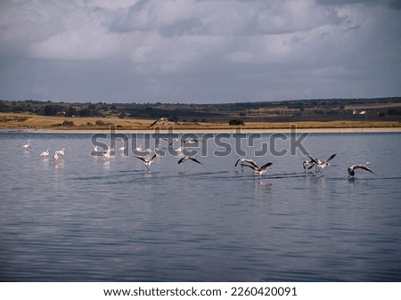Lagoon with cracked ground on the shore and flamingos living in a flock in the wild