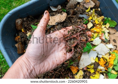 Hand holding worms in a worm composter with food waste