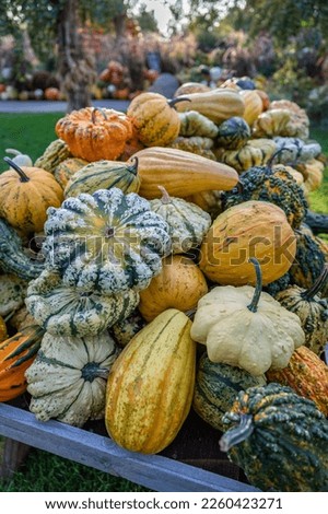 Lots of colorful pumpkins ornamental gourds on a table outdoors for sale at a farm during october