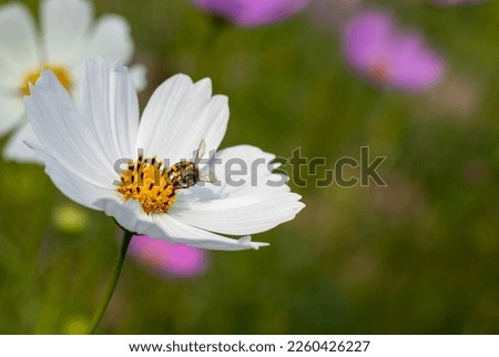 A common bee is collecting honey from a white cosmos flower