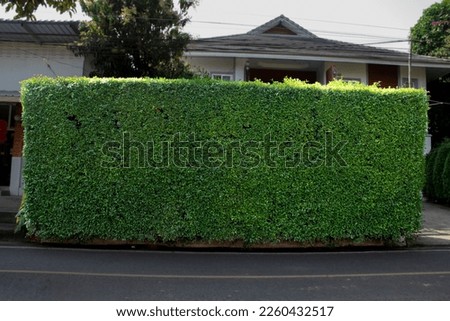 Fence and wall of asian house decorated with fresh and green bushes of banyan trees, soft focus.