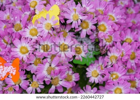 The first spring flowers in the snow are on sale. Background with selective focus