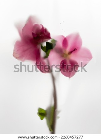 Close-up with pink Helleborus on a light background in an abstract soft blur filter Royalty-Free Stock Photo #2260457277