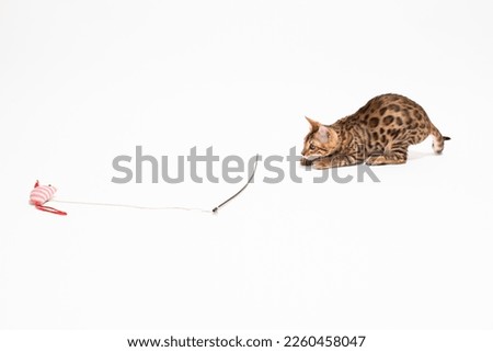 Bengal kitten plays with mose toy on white background, playful kitten