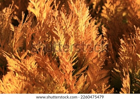 Western red cedar in sunny February Royalty-Free Stock Photo #2260475479