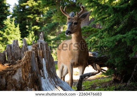 Deer encounter at Olympic National Park Royalty-Free Stock Photo #2260476683