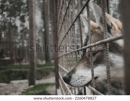 Husky peering through his kennel 