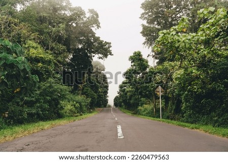 A wet road in the tropics of Bali. Road forest landscape in a rainforest after rain with a green environment, outdoor landscape photography with vintage filter.