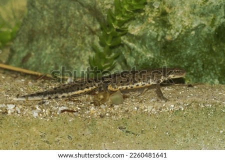 Detailed closeup on an aquatic adult male of the threatened Bosca newt, Lissotriton boscai endemic to Portugal