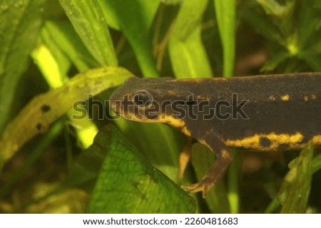 Closeup on an aquatic Japanese endangered Riu-Kiu sword-tailed newt, Cynops ensicauda ensicauda under water