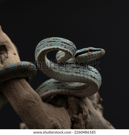 gonyosoma frenatum crawls on branch. Green snake in studio. Exotic pet juvenile color portrait. 