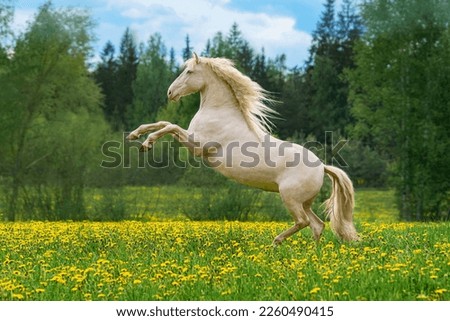 Beautiful andalusian horse rearing up in the field with flowers Royalty-Free Stock Photo #2260490415