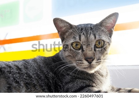 Close-up photo of a cat's face. Siamese gourami cat.