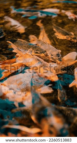 Beautiful Japan koi fish swimming in a black pond fish pond. Popular pets for relaxation and feng shui meaning. Popular pets among people. Asians love to raise it for good fortune.